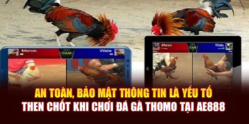 An toàn, bảo mật thông tin là yếu tố then chốt khi chơi đá gà Thomo tại AE888