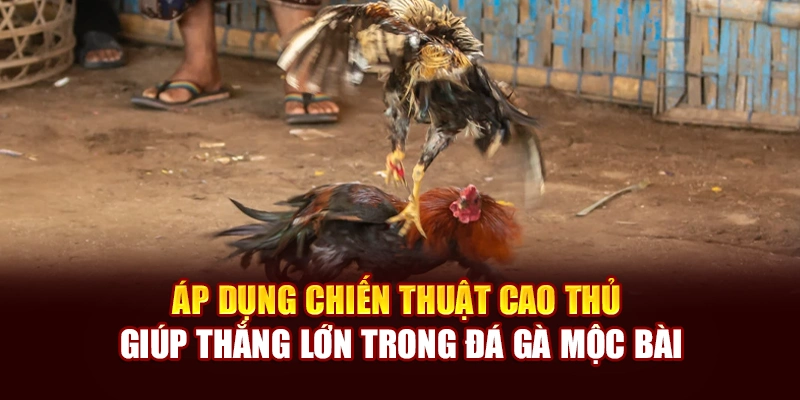 Áp dụng chiến thuật cao thủ giúp thắng lớn trong đá gà Mộc Bài