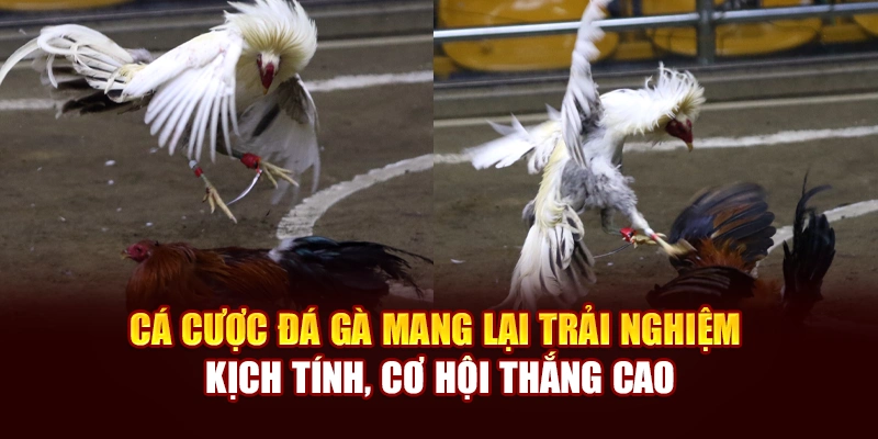 Cá cược đá gà mang lại trải nghiệm kịch tính, cơ hội thắng cao