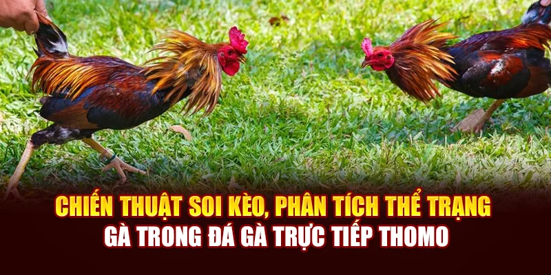 Chiến thuật soi kèo, phân tích thể trạng gà trong đá gà trực tiếp Thomo