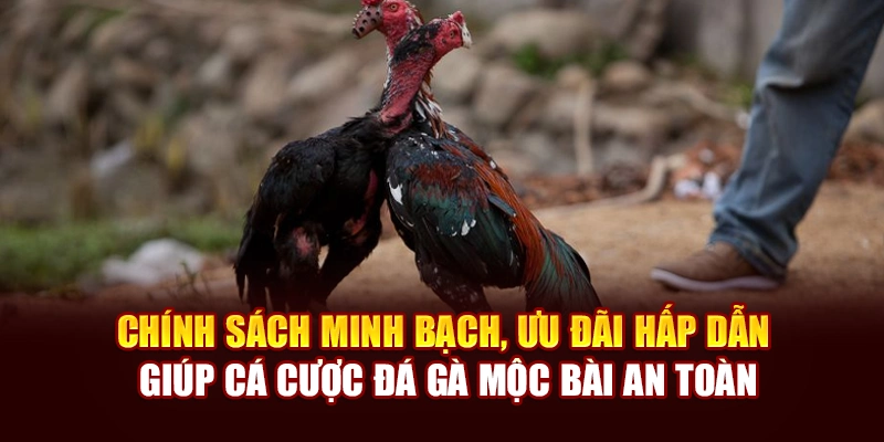 Chính sách minh bạch, ưu đãi hấp dẫn giúp cá cược đá gà Mộc Bài an toàn