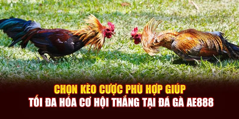 Chọn kèo cược phù hợp giúp tối đa hóa cơ hội thắng tại đá gà AE888