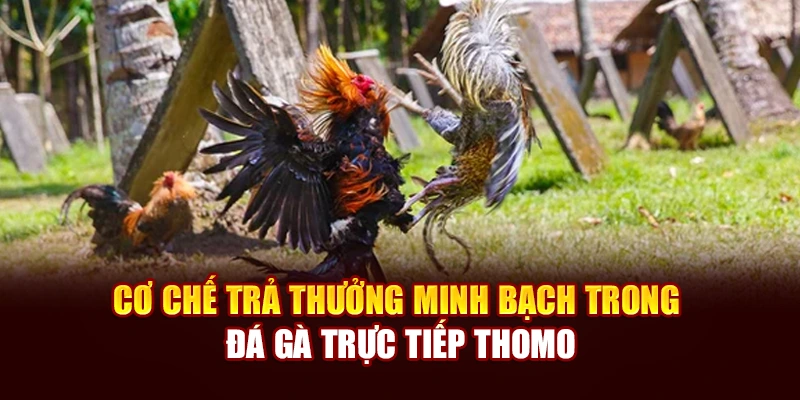 Cơ chế trả thưởng minh bạch trong đá gà trực tiếp Thomo