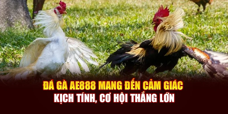 Đá gà AE888 mang đến cảm giác kịch tính, cơ hội thắng lớn