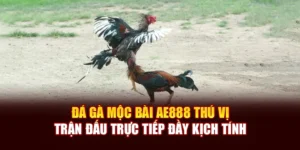 Đá Gà Mộc Bài AE888 Thú Vị, Trận Đấu Trực Tiếp Đầy Kịch Tính