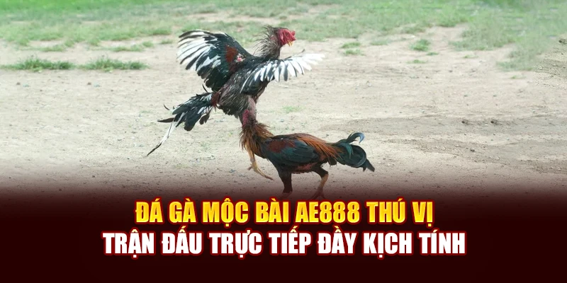 Đá Gà Mộc Bài AE888 Thú Vị, Trận Đấu Trực Tiếp Đầy Kịch Tính