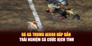 Đá Gà Thomo AE888 Hấp Dẫn, Trải Nghiệm Cá Cược Kịch Tính