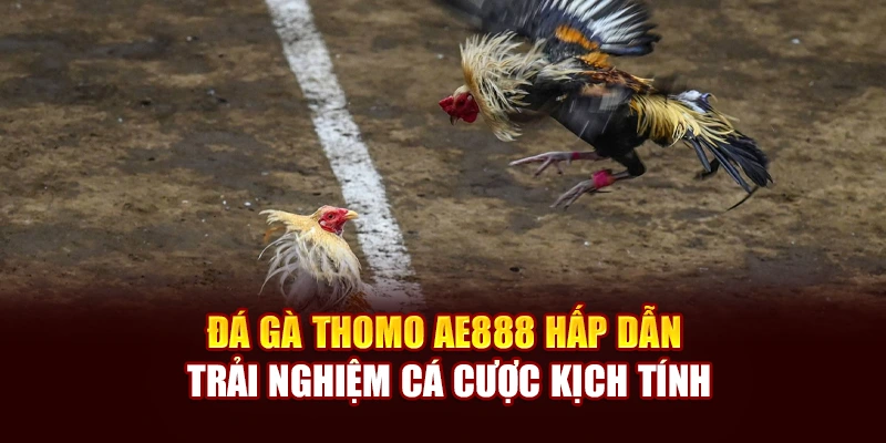 Đá Gà Thomo AE888 Hấp Dẫn, Trải Nghiệm Cá Cược Kịch Tính