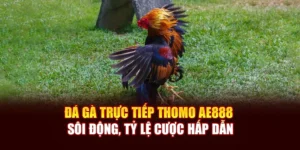 Đá Gà Trực Tiếp Thomo AE888 Sôi Động, Tỷ Lệ Cược Hấp Dẫn
