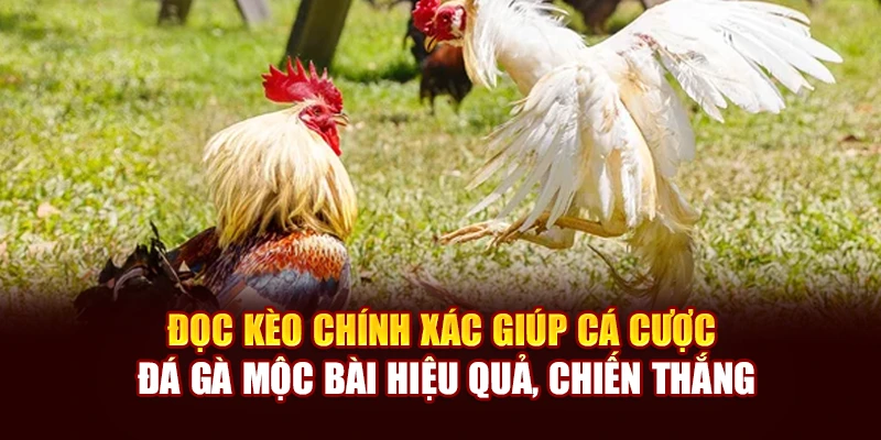 Đọc kèo chính xác giúp cá cược đá gà Mộc Bài hiệu quả, chiến thắng