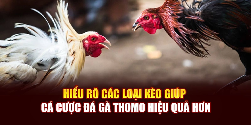 Hiểu rõ các loại kèo giúp cá cược đá gà Thomo hiệu quả hơn