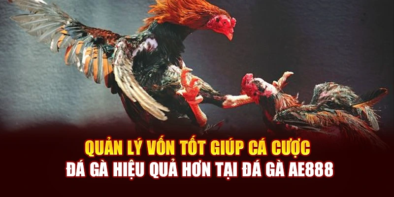 Quản lý vốn tốt giúp cá cược đá gà hiệu quả hơn tại đá gà AE888