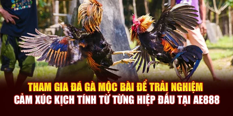Tham gia đá gà Mộc Bài để trải nghiệm cảm xúc kịch tính từ từng hiệp đấu tại AE888