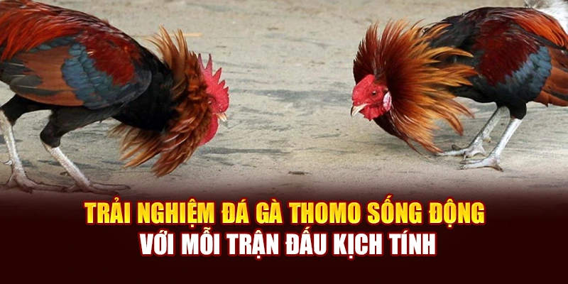 Trải nghiệm đá gà Thomo sống động với mỗi trận đấu kịch tính