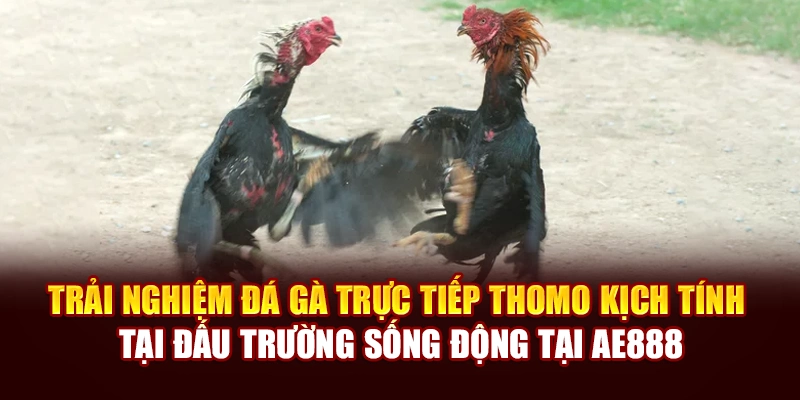 Trải nghiệm đá gà trực tiếp Thomo kịch tính tại đấu trường sống động tại AE888