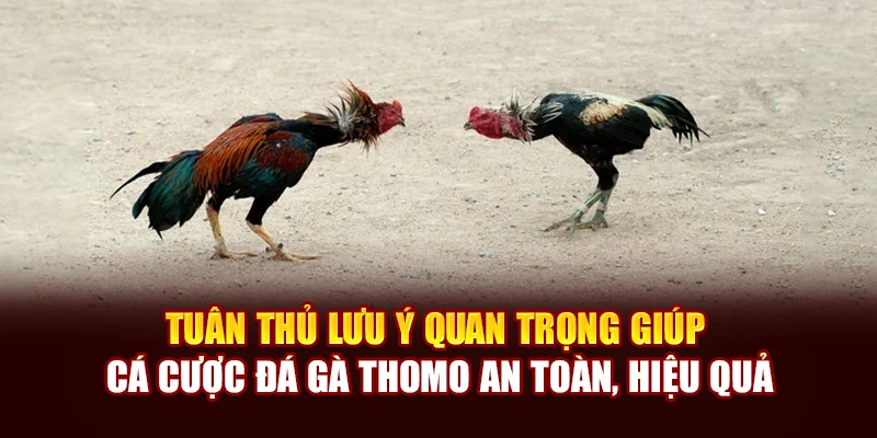 Tuân thủ lưu ý quan trọng giúp cá cược đá gà Thomo an toàn, hiệu quả