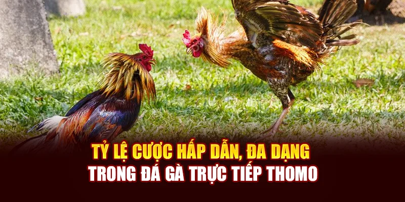 Tỷ lệ cược hấp dẫn, đa dạng trong đá gà trực tiếp Thomo